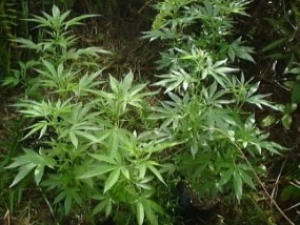 Госдума запретит говорить об использовании наркосодержащих растений в медицине