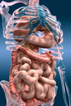 Желудочно-кишечный тракт человека
